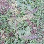Salvia verbenaca Habitus