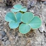 Oxalis purpurea ഇല