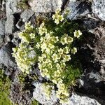 Saxifraga exarata 花