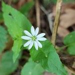 Stellaria aquaticaപുഷ്പം