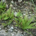 Adiantum incisum Hábito