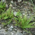 Adiantum incisum Buveinė