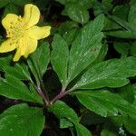 Anemone ranunculoides Leaf