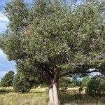 Juniperus osteosperma 整株植物