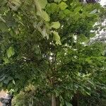 Ulmus laevis অভ্যাস