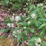 Ceanothus americanusFlor