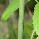 Leea guineensis बार्क (छाल)