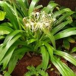 Hymenocallis littoralis Habit