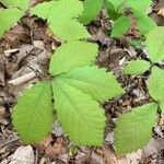 Quercus michauxii Leaf