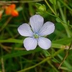 Linum usitatissimum Blomma