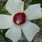 Hibiscus laevis Květ