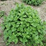 Nepeta grandiflora Hábito