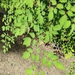 Thalictrum delavayi Ліст