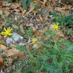 Senecio viscosusफूल