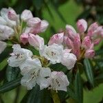 Rhododendron hyperythrum Virág