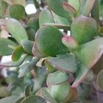 Crassula ovataLeaf