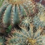 Ferocactus glaucescens Habitat