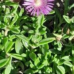 Delosperma sutherlandii Habitatea