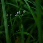 Cyanthillium cinereum Flower