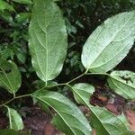 Celtis iguanaea Ліст