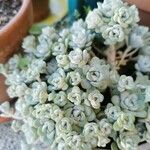 Sedum spathulifolium 葉