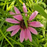 Echinacea angustifolia Flower