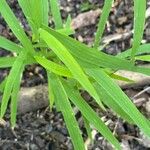 Leersia virginica Leaf