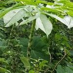 Amorphophallus paeoniifolius Levél