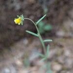Linaria simplex Flower