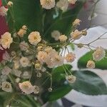 Gypsophila paniculataFlower