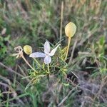 Conostomium longitubum Flower