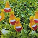 Calceolaria uniflora Характер