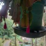 Schlumbergera bridgesii Fruit