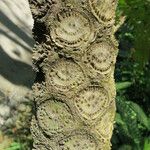 Cyathea arborea Corteza
