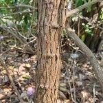 Rhododendron decorum Casca