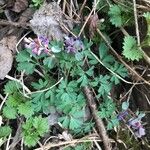 Corydalis × hausmannii Συνήθη χαρακτηριστικά