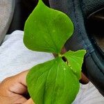 Trillium cernuum Leaf