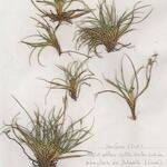 Carex mabilliana Vivejo