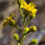 Holocarpha heermannii Flor