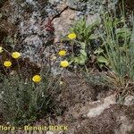 Leucanthemopsis flaveola Συνήθη χαρακτηριστικά