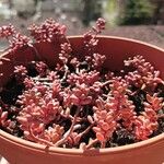 Sedum caeruleum List