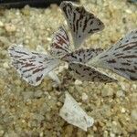 Kalanchoe rhombopilosa Blatt