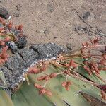 Welwitschia mirabilis Kwiat