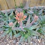 Aloe maculata Floro