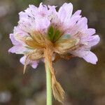 Armeria maritima Blüte