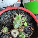 Echinocereus pentalophus পাতা