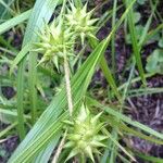 Carex grayi ফুল