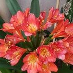 Clivia miniata Floro