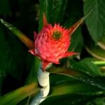 Ananas comosus Other