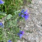 Echium vulgareKvět